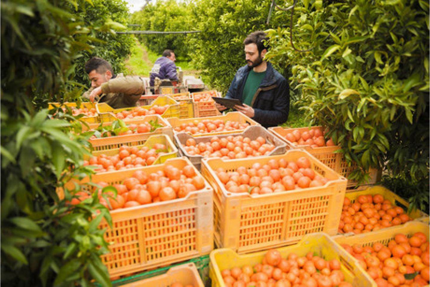 BIORFARM: TU SEI L’AGRICOLTORE VIRTUALE, MA LA FRUTTA ARRIVA REALMENTE A CASA TUA